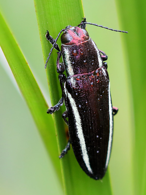 Jewel Beetle (Iridotaenia sp) (Iridotaenia sp)